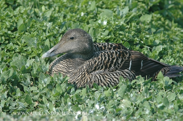 farne islands. bempton cliffs-32.jpg - FEMALE EIDER DUCK - FARNE ISLANDS - JUNE 2006